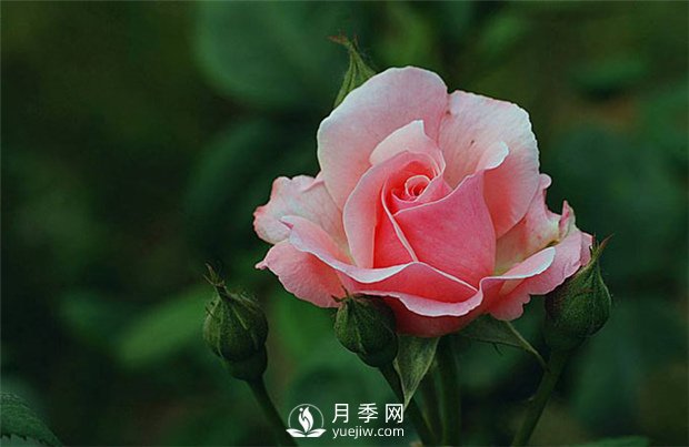月季網(wǎng)告訴你：月季、玫瑰與薔薇有何區(qū)別，該如何分辨？(圖1)