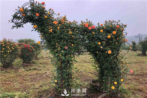 月季如何培養(yǎng)？月季網(wǎng)來(lái)教你(圖1)