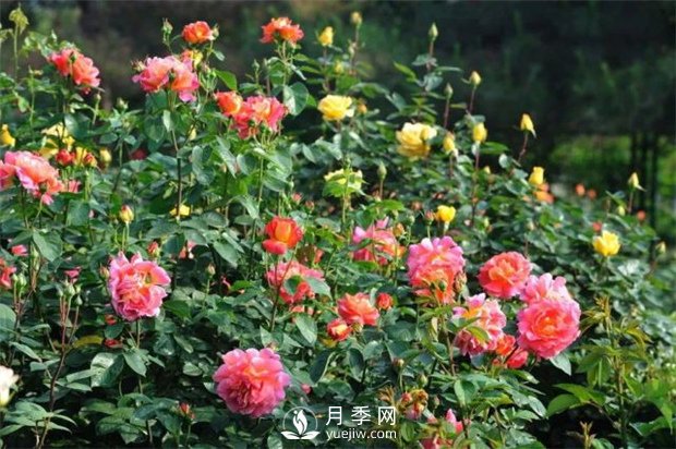 南陽(yáng)月季有哪些常見(jiàn)色系？月季網(wǎng)告訴你(圖1)