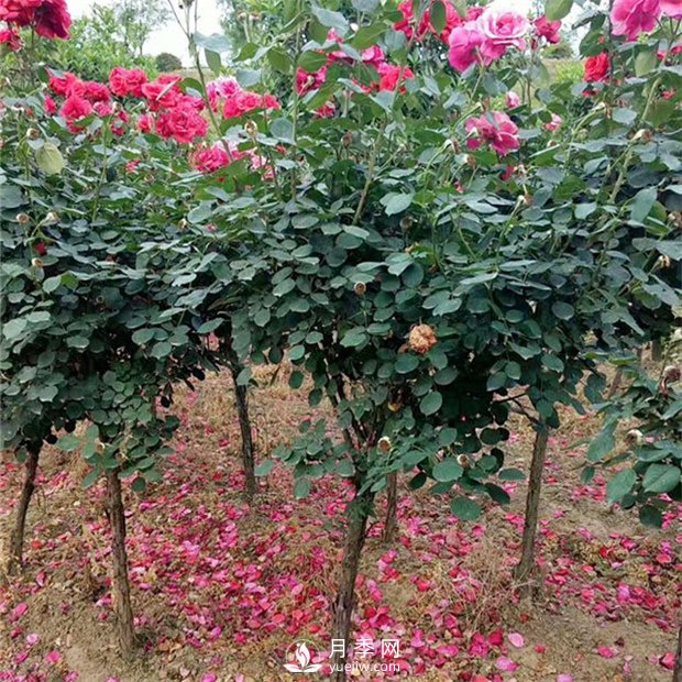 樹(shù)狀月季修剪有哪些作用？月季網(wǎng)告訴你(圖1)