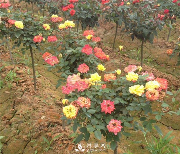 樹狀月季有哪些特點和種類？(圖2)