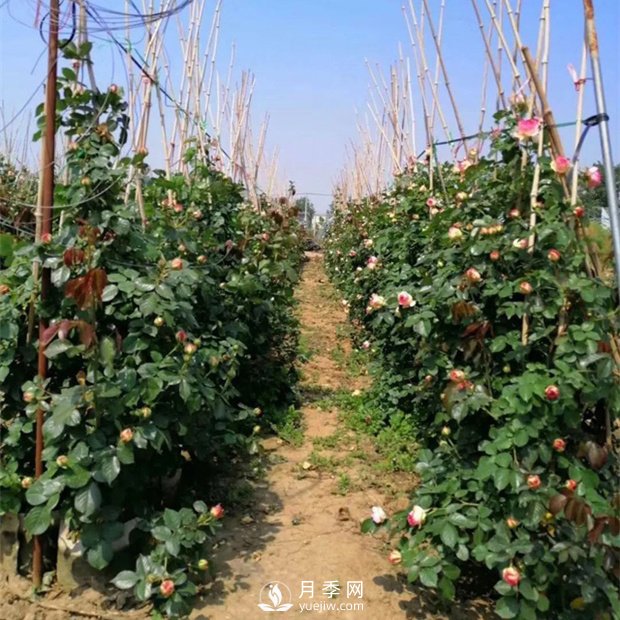 為什么藤本月季價(jià)格差異大？月季網(wǎng)基地告訴你(圖1)
