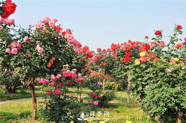 如何從外形辨認是否是食用玫瑰？月季網(wǎng)告訴你(圖1)