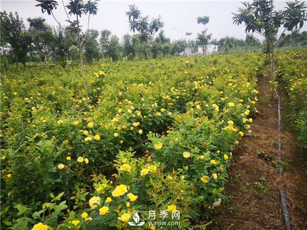 為什么月季的桿子會(huì)黑了？月季蚜蟲(chóng)有哪些危害？如何防治？(圖1)
