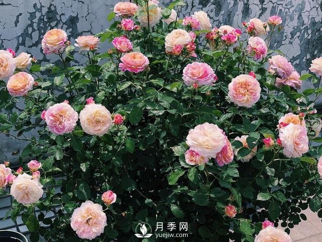 春天月季這樣施肥，花量更大！(圖1)