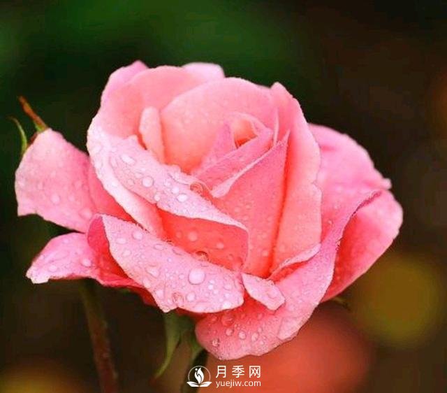 有人說養(yǎng)月季破財，月季適合家里養(yǎng)嗎？(圖1)