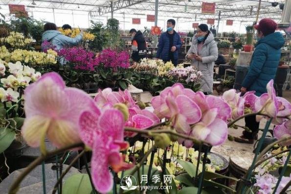 青島花卉市場重開張，市民“撿漏”忙(圖1)
