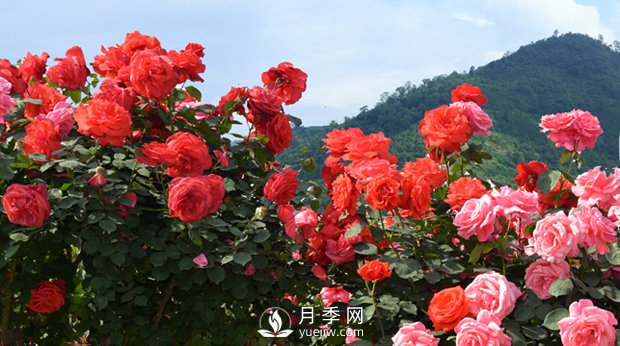 花卉，“花”與“卉”各有其不同的含義(圖1)