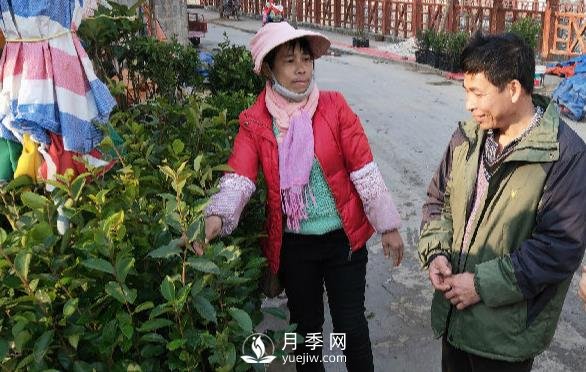 廣西巴馬：植樹造林掀高潮苗木市場(chǎng)購(gòu)銷旺(圖1)