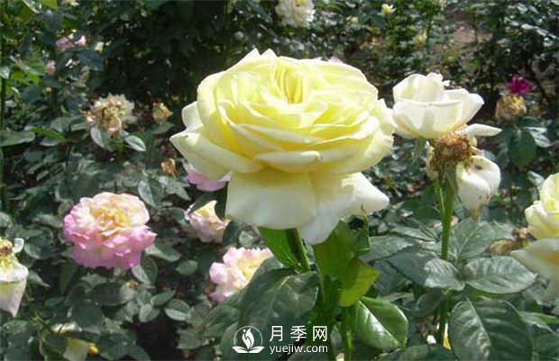 第十屆中國花博會月季苗木儲備技術培訓在上海舉辦(圖1)