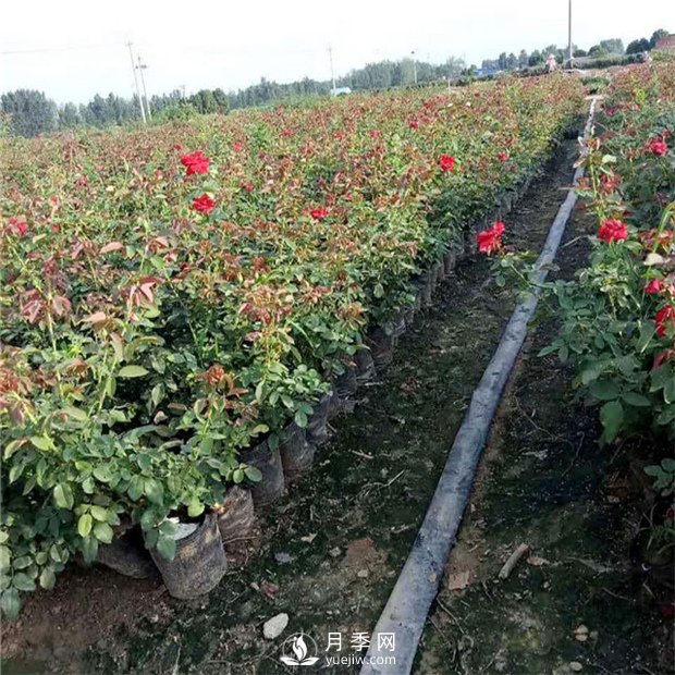 如何讓你的月季小苗變大苗你知道嗎？(圖1)