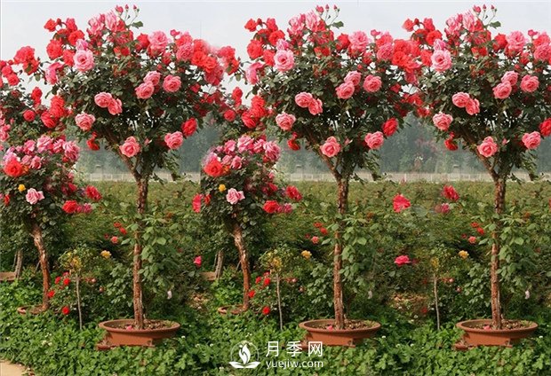 南陽月季樹如何嫁接，怎樣使盆栽月季花開不斷(圖1)