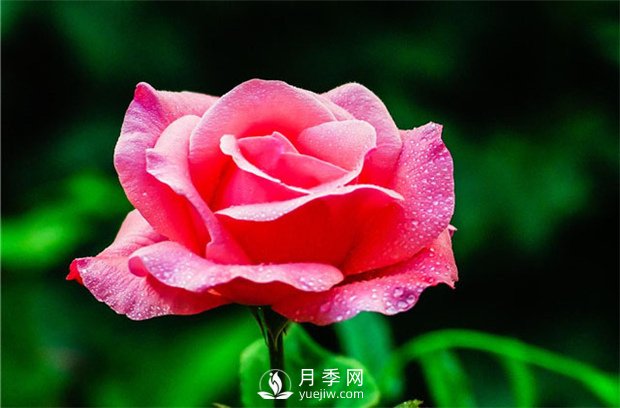 品質(zhì)好價格低，月季批發(fā)就來月季網(wǎng)基地(圖2)
