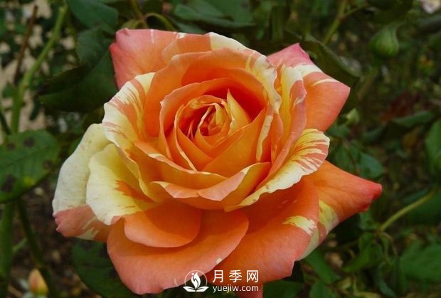 淘寶花店買月季花苗如何不上當(dāng)(圖1)