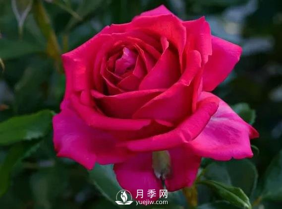 雷吉斯馬寇月季，HT的高雅花型，花瓣超級多(圖1)