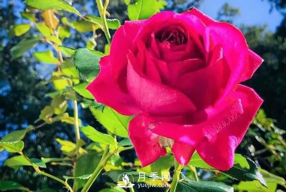 雷吉斯馬寇月季，HT的高雅花型，花瓣超級多(圖2)