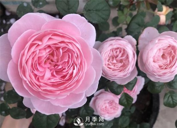 瑞典女王月季，花如其名，高貴優(yōu)雅(圖2)
