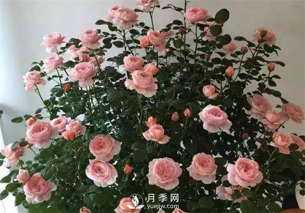 瑞典女王月季，花如其名，高貴優(yōu)雅(圖3)