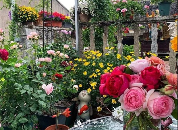 一片月季花的露臺世界，生活快樂幸福著(圖1)
