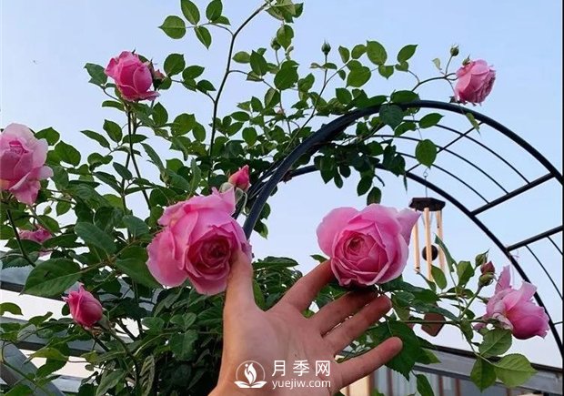 一片月季花的露臺世界，生活快樂幸福著(圖3)
