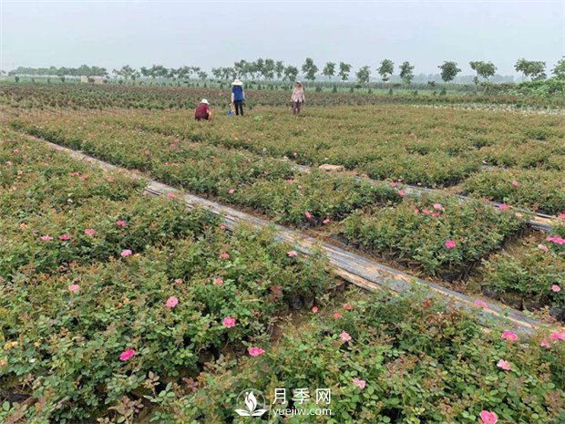盆花月季的種植過程大家了解多少？(圖1)