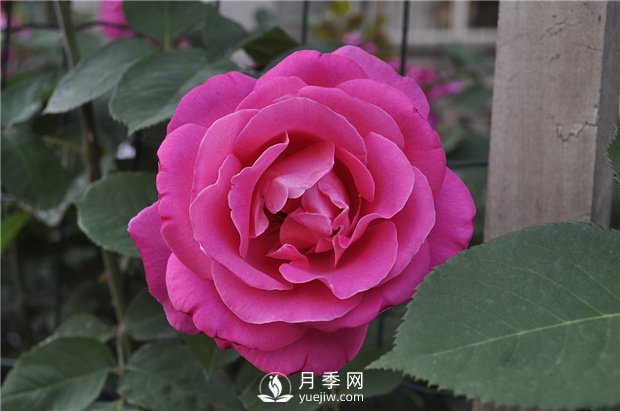如何讓盆花月季不斷開花？(圖1)