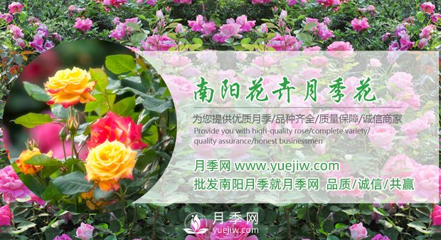 購(gòu)買(mǎi)大花月季苗時(shí)需要注意的點(diǎn)(圖1)