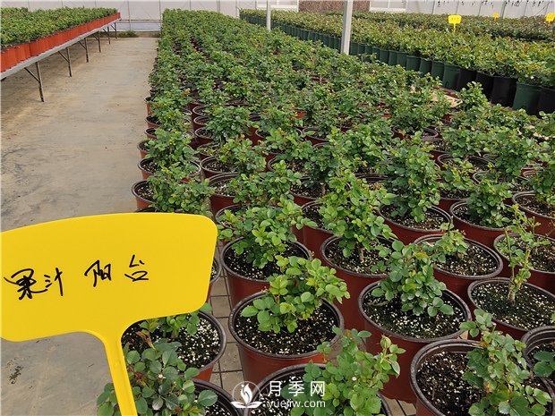 家里種植月季花有哪些好處呢？(圖1)