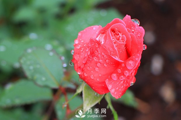 如何區(qū)分薔薇、月季、玫瑰？(圖1)