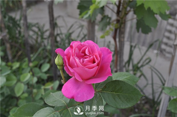 如何解決月季葉子發(fā)黃問題？(圖1)