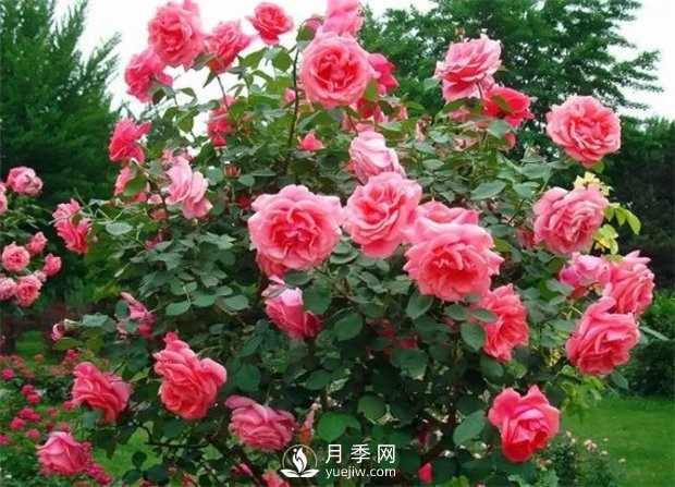 南陽月季樹廠家教你怎么給月季施肥 南陽月季樹修剪注意事項(圖1)