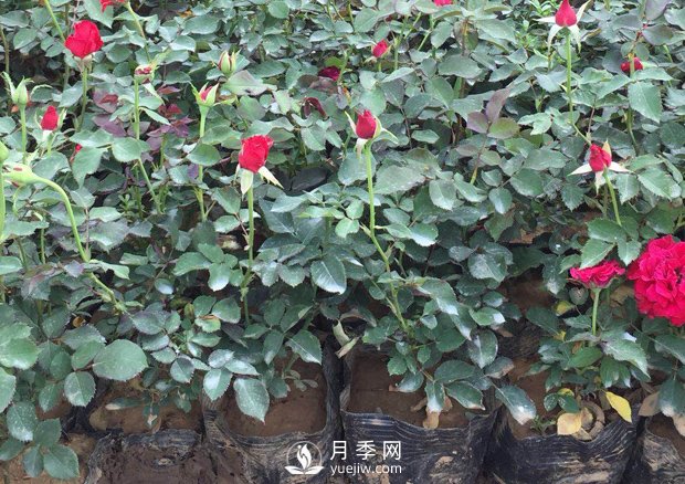 春天養(yǎng)月季，杜絕病蟲害！做好這幾點(diǎn)對(duì)后期生長(zhǎng)有利(圖3)