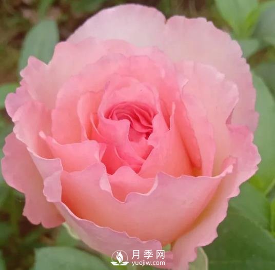 夏琳月季，法國(guó)的這個(gè)月季花又香又大，還抗病抗寒(圖1)