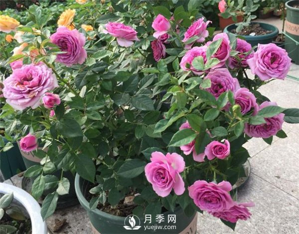 水星王陽臺月季，必須要養(yǎng)的陽臺盆栽月季花(圖2)