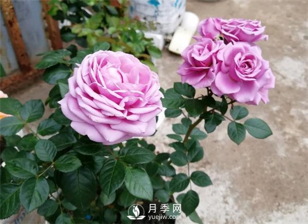 水星王陽臺月季，必須要養(yǎng)的陽臺盆栽月季花(圖1)