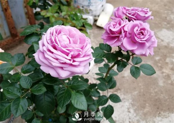水星王陽臺月季，必須要養(yǎng)的陽臺盆栽月季花(圖3)