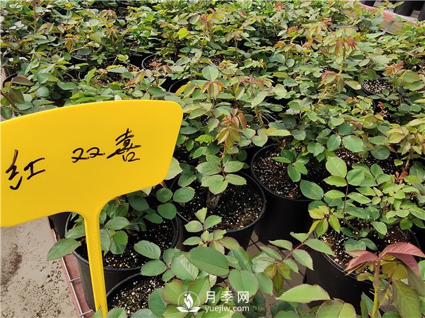 月季釋放6個信號，說明要換盆了，養(yǎng)護別不當一回事(圖1)
