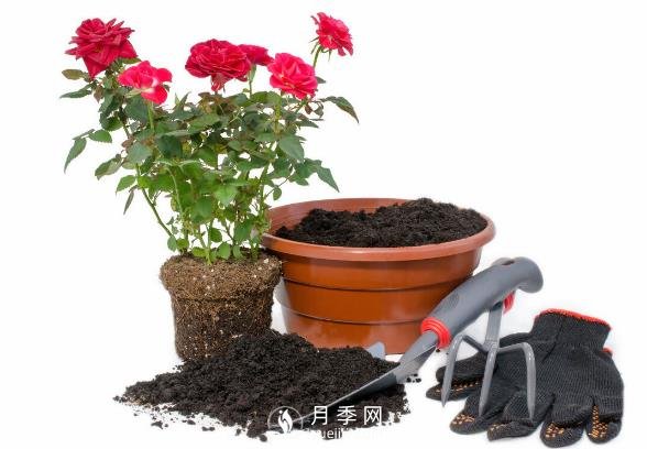月季釋放6個信號，說明要換盆了，養(yǎng)護別不當一回事(圖2)