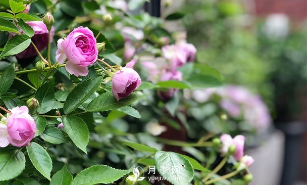 微型月季的生長習性、熱銷品種和綠化價值(圖1)