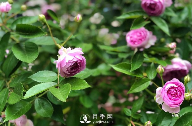 微型月季怎么養(yǎng)殖你知道嗎？我來告訴你(圖1)