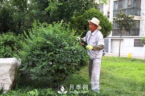 苗木春季養(yǎng)護的幾點建議(圖1)
