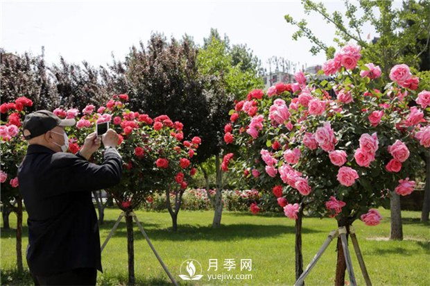 2021，苗木人可以這樣制定自己的營銷策略(圖1)