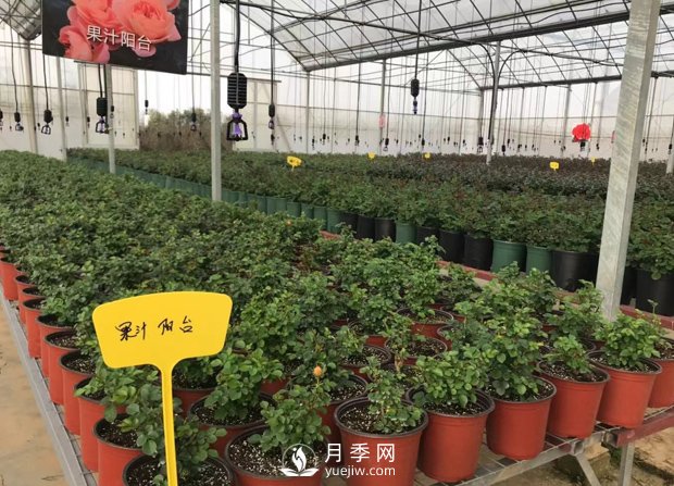 月季基地的盆栽月季已經(jīng)長(zhǎng)成了！(圖1)