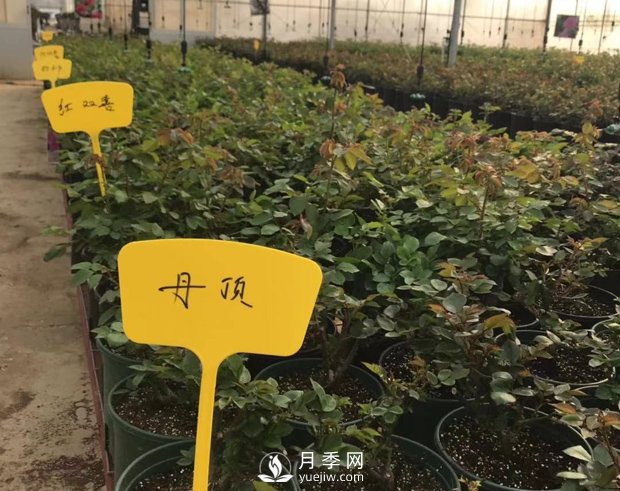 月季基地的盆栽月季已經(jīng)長(zhǎng)成了！(圖4)
