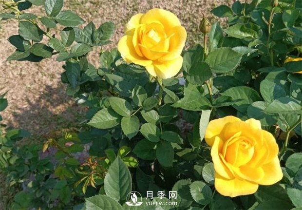 2021月季花展，深圳人民公園300多個(gè)月季品種期待……(圖2)