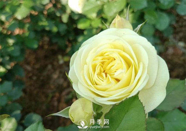 2021月季花展，深圳人民公園300多個(gè)月季品種期待……(圖3)