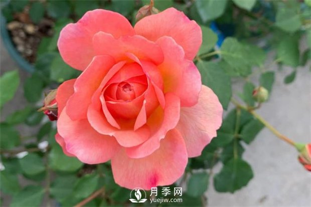 安德烈月季，多頭有枝條就有花苞(圖1)