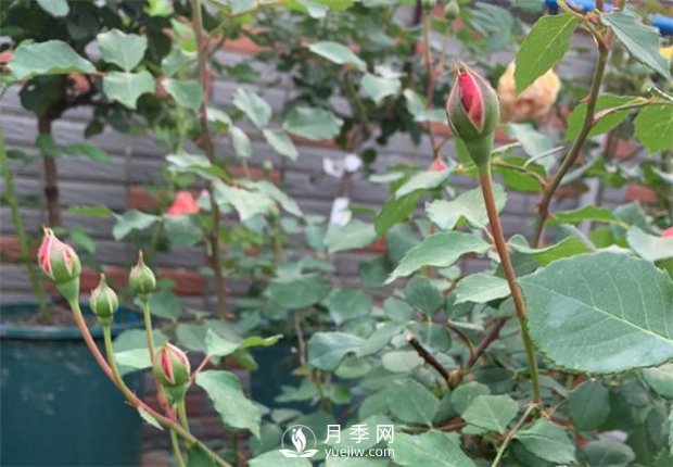 安德烈月季，多頭有枝條就有花苞(圖2)