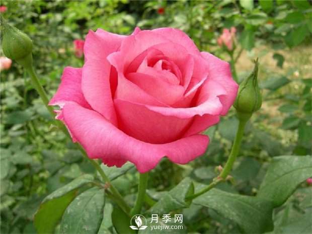 各直轄市、省會(huì)市花和市樹(shù)大全(圖1)
