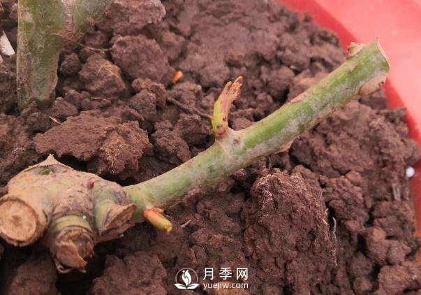 春天是個(gè)讓人欣喜的季節(jié)，一定要養(yǎng)月季花(圖1)